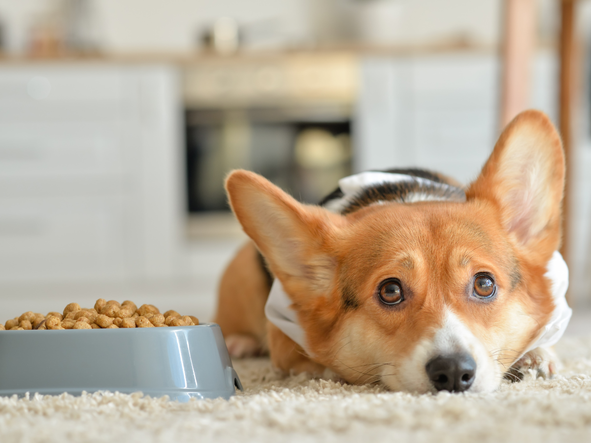 Are We Loving Our Pets Too Much? The Sneaky Signs of Overfeeding