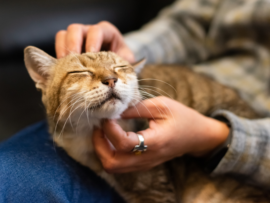 Is Your Pet Really Healthy? 7 Signs You Might Be Missing