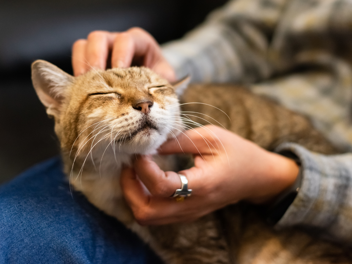 Is Your Pet Really Healthy? 7 Signs You Might Be Missing