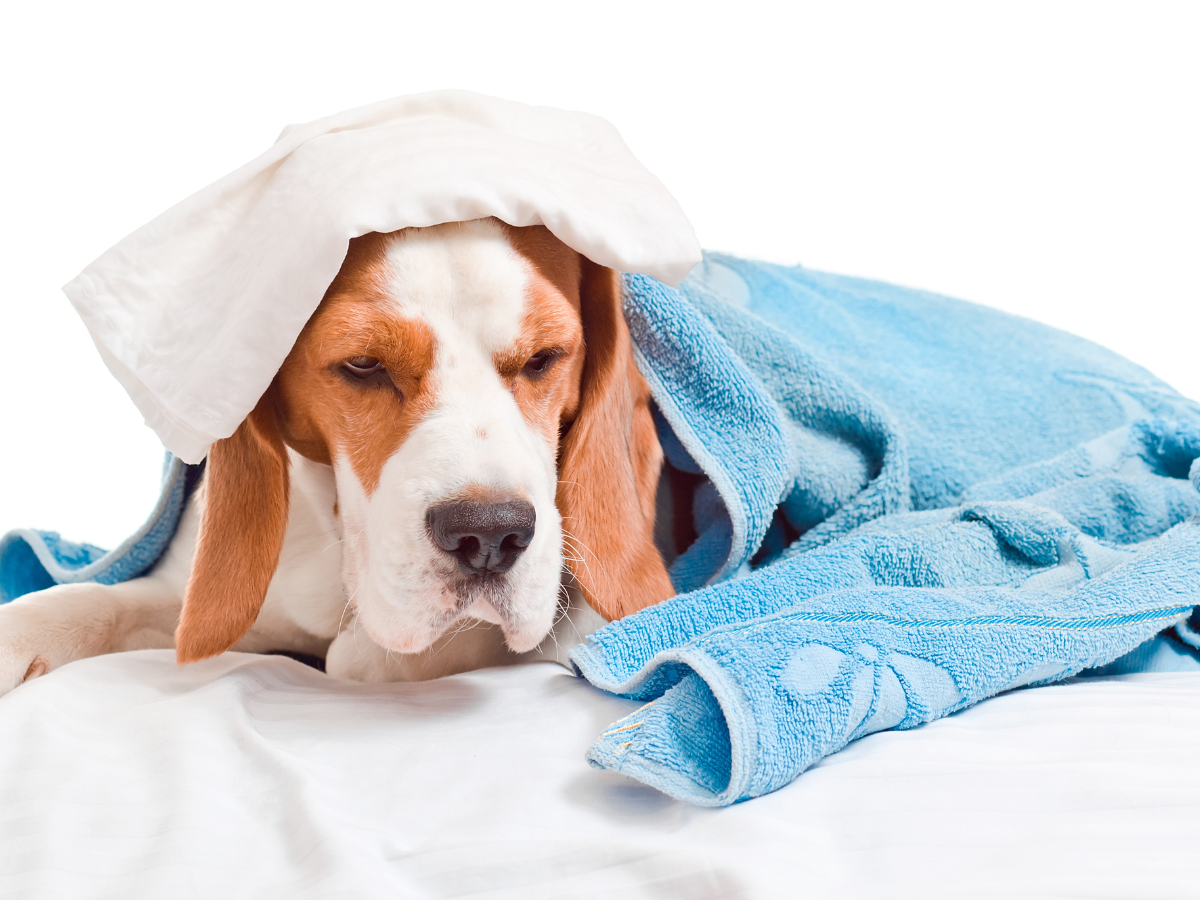 Stop Ignoring These Common Pet Health Warning Signs