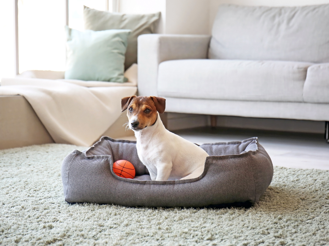 The Ultimate Checklist for a Pet-Friendly Home