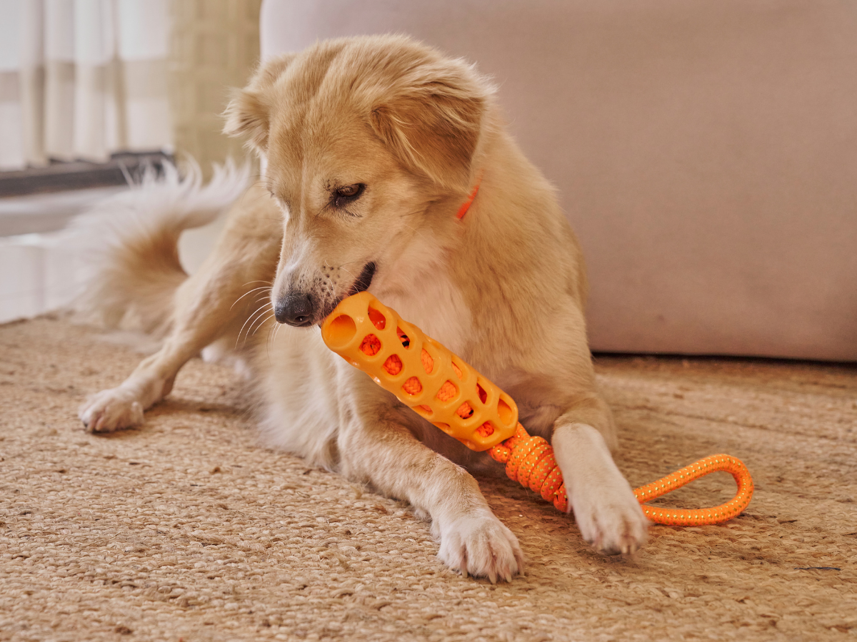 5 Ways to Keep Your Pet Happy While You're at Work