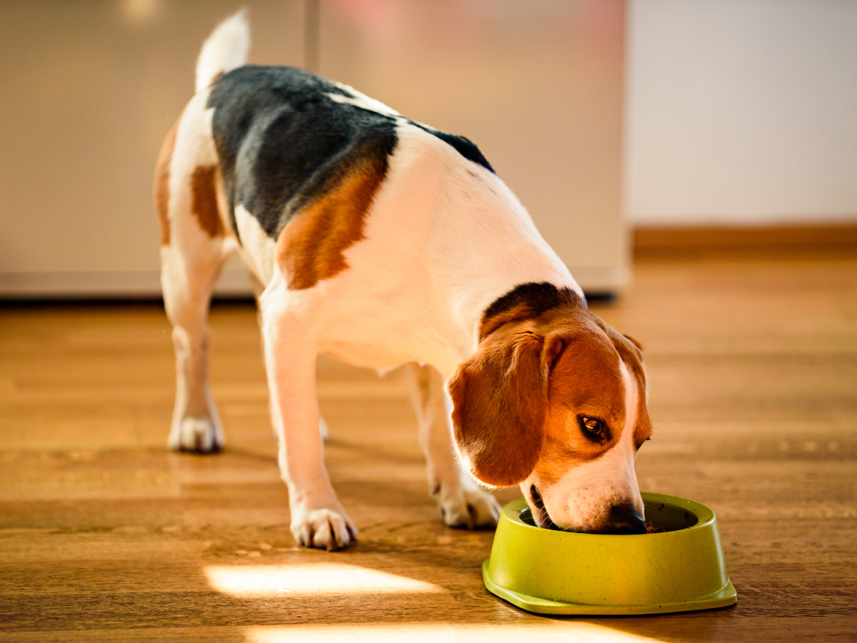 Is Your Dog's Food Actually Healthy? Here's How To Know