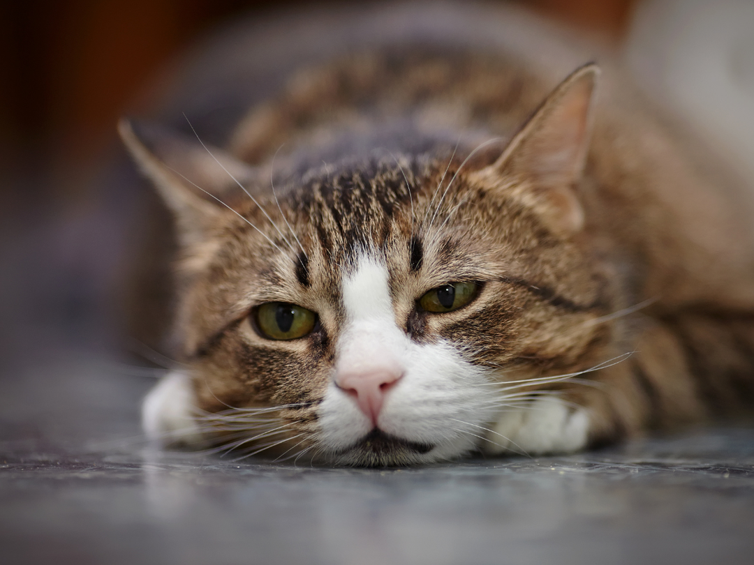 The Top Foods That Could Be Harming Your Cat Without You Knowing