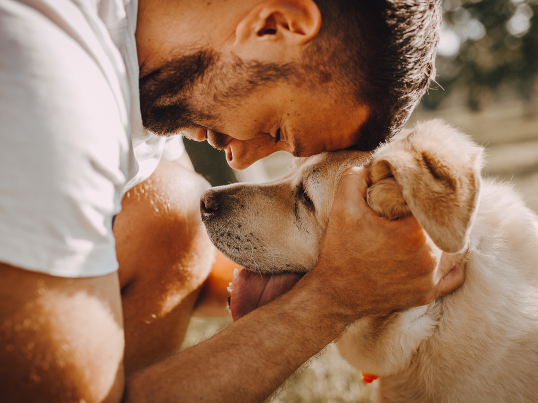 Healthy Aging Tips For Senior Dogs And Cats