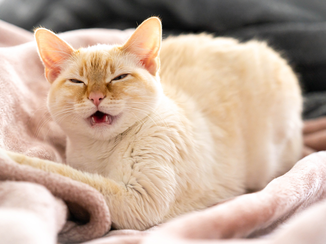 How Seasonal Changes Can Impact Your Pet's Mood And Behavior