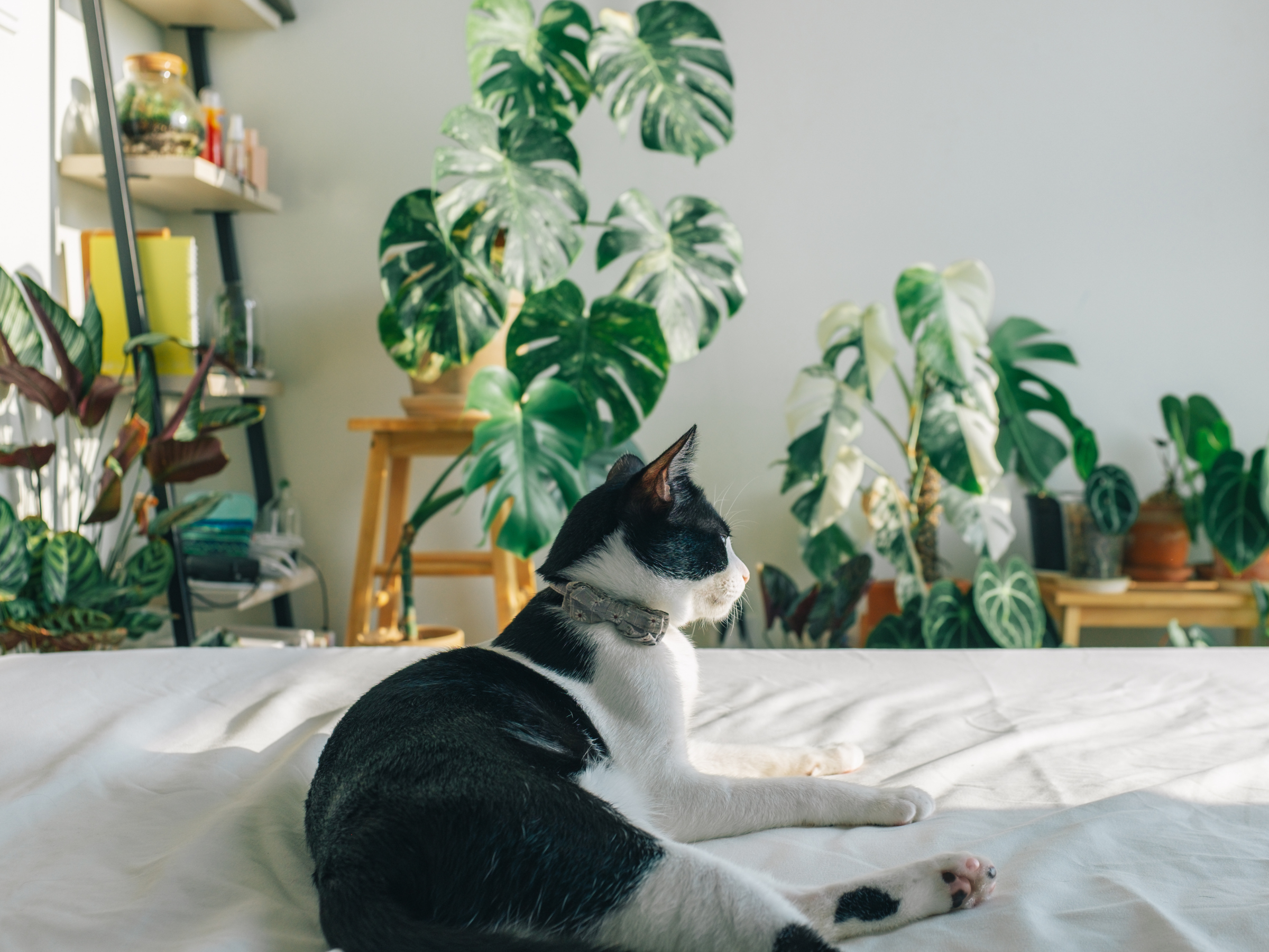 How Your Pet's Environment Affects Their Long-Term Health