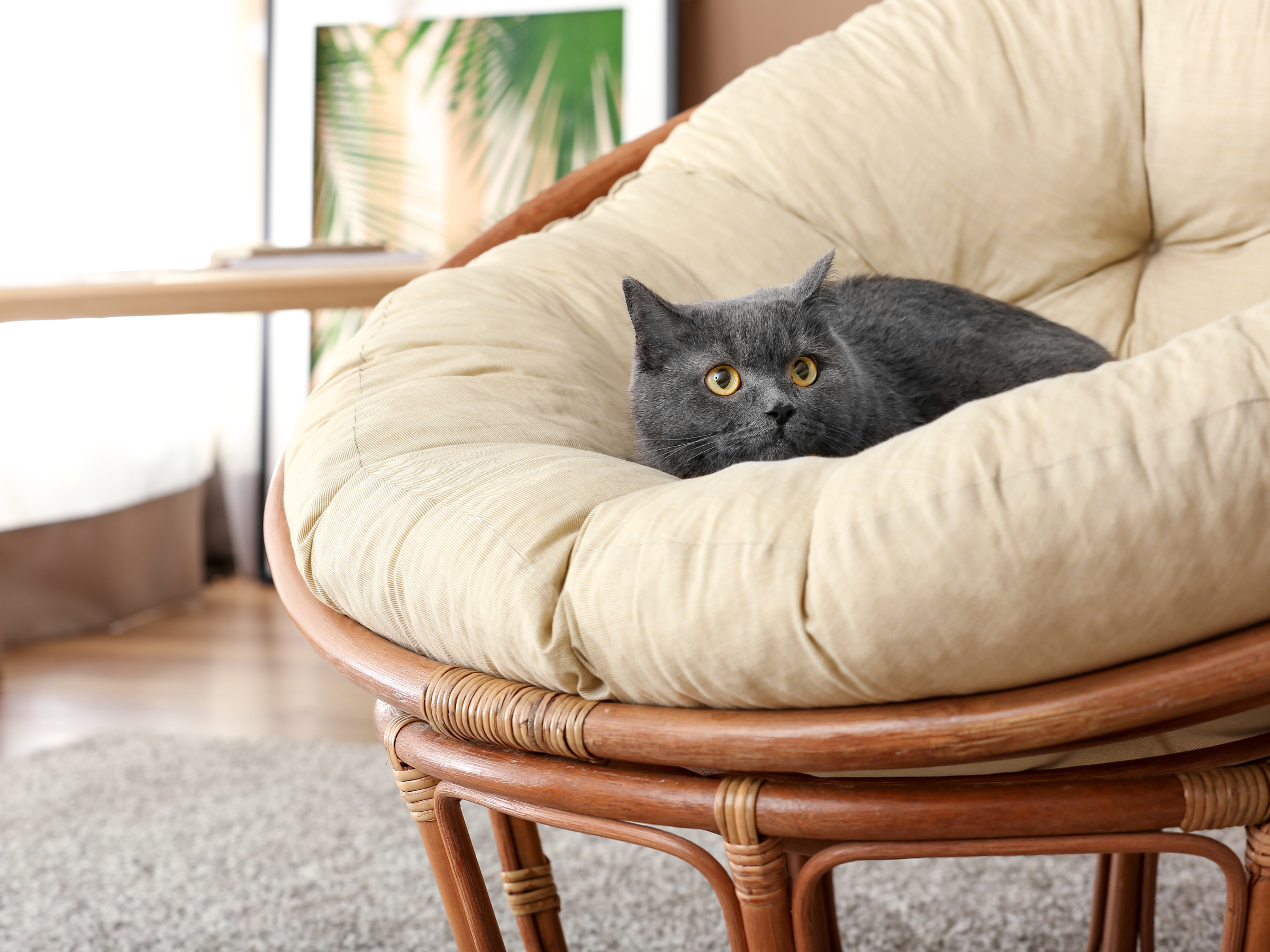 How To Create A Calm Space For Anxious Pets At Home