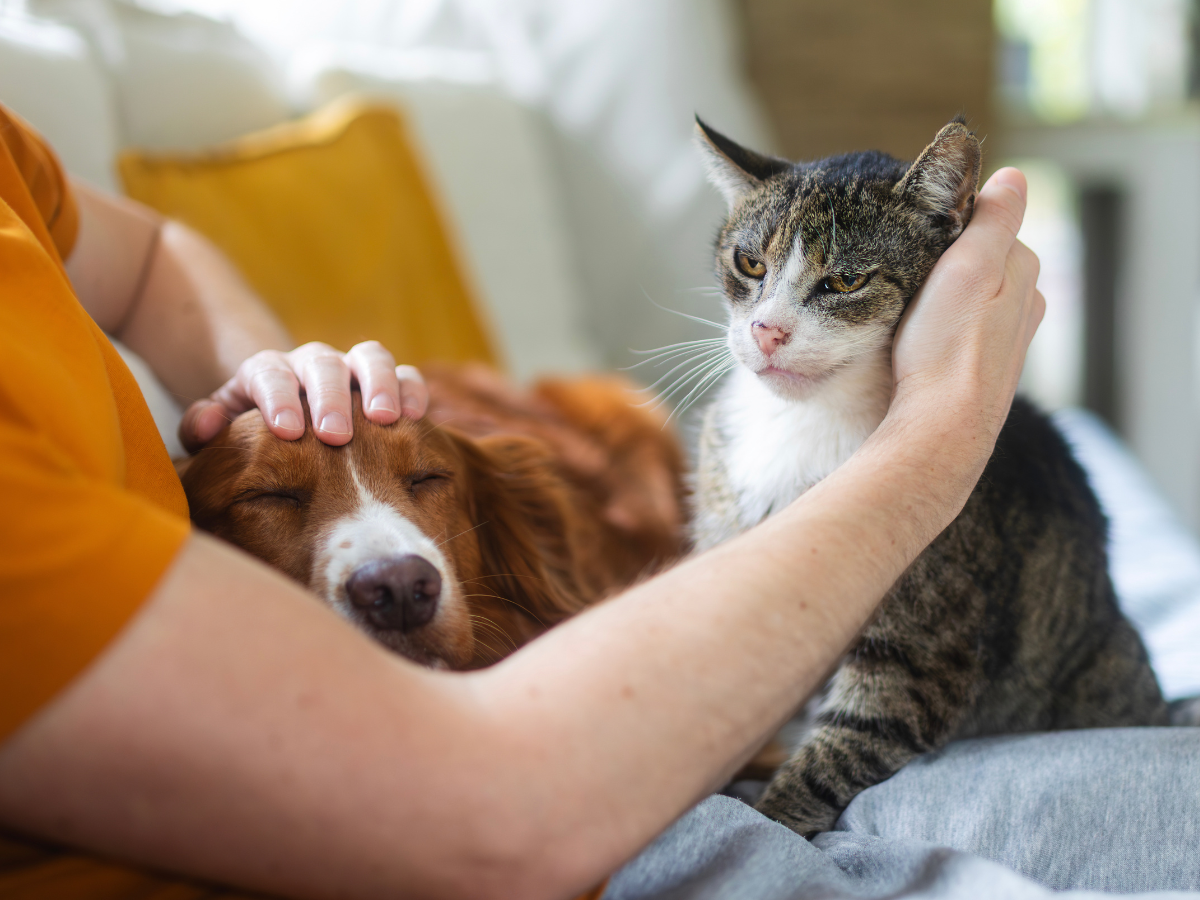 Natural Ways to Support a Calmer Pet Without Guesswork