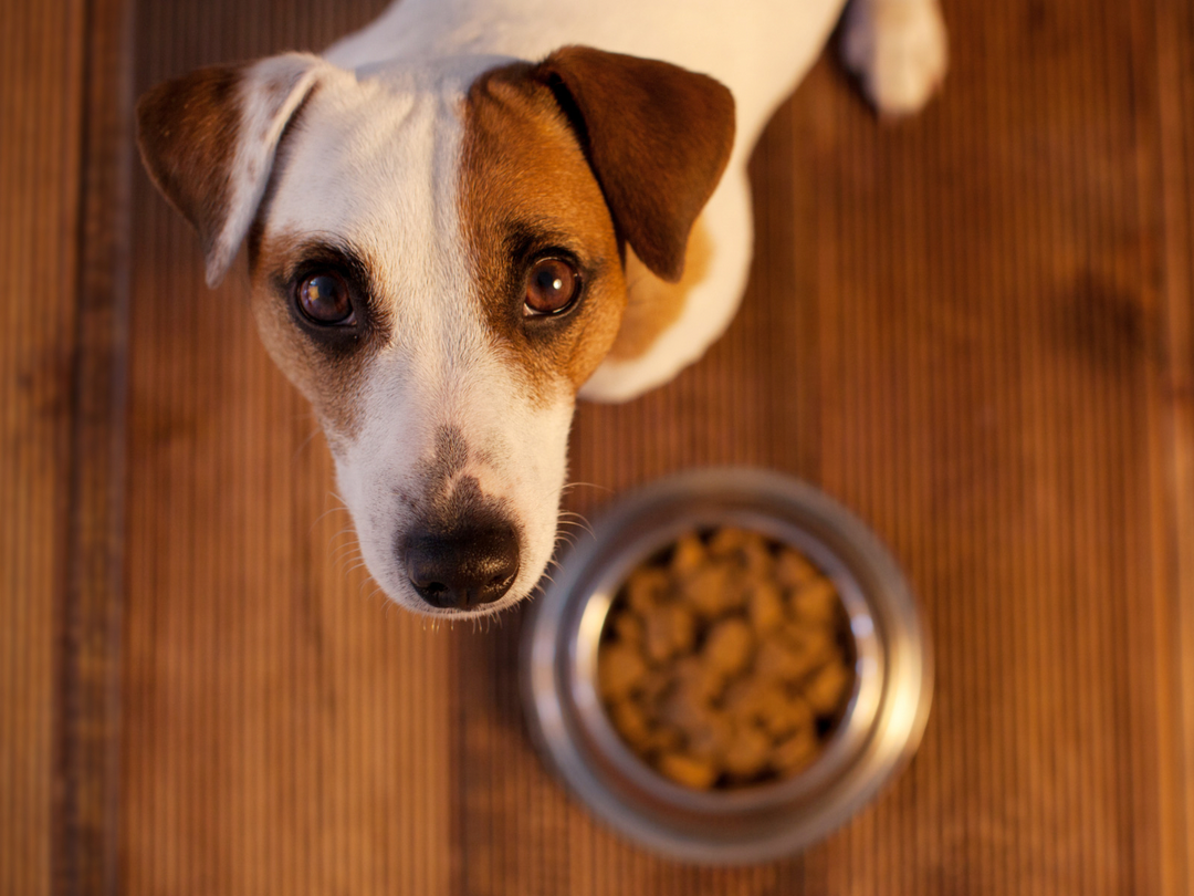 Seven Nutrients Your Pet’s Diet May Be Missing