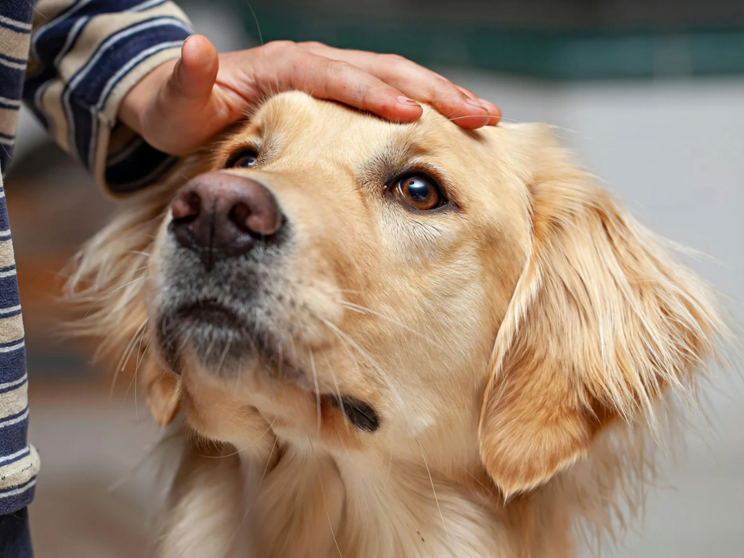 Nutrients That Support a Healthy Inflammatory Response in Pets