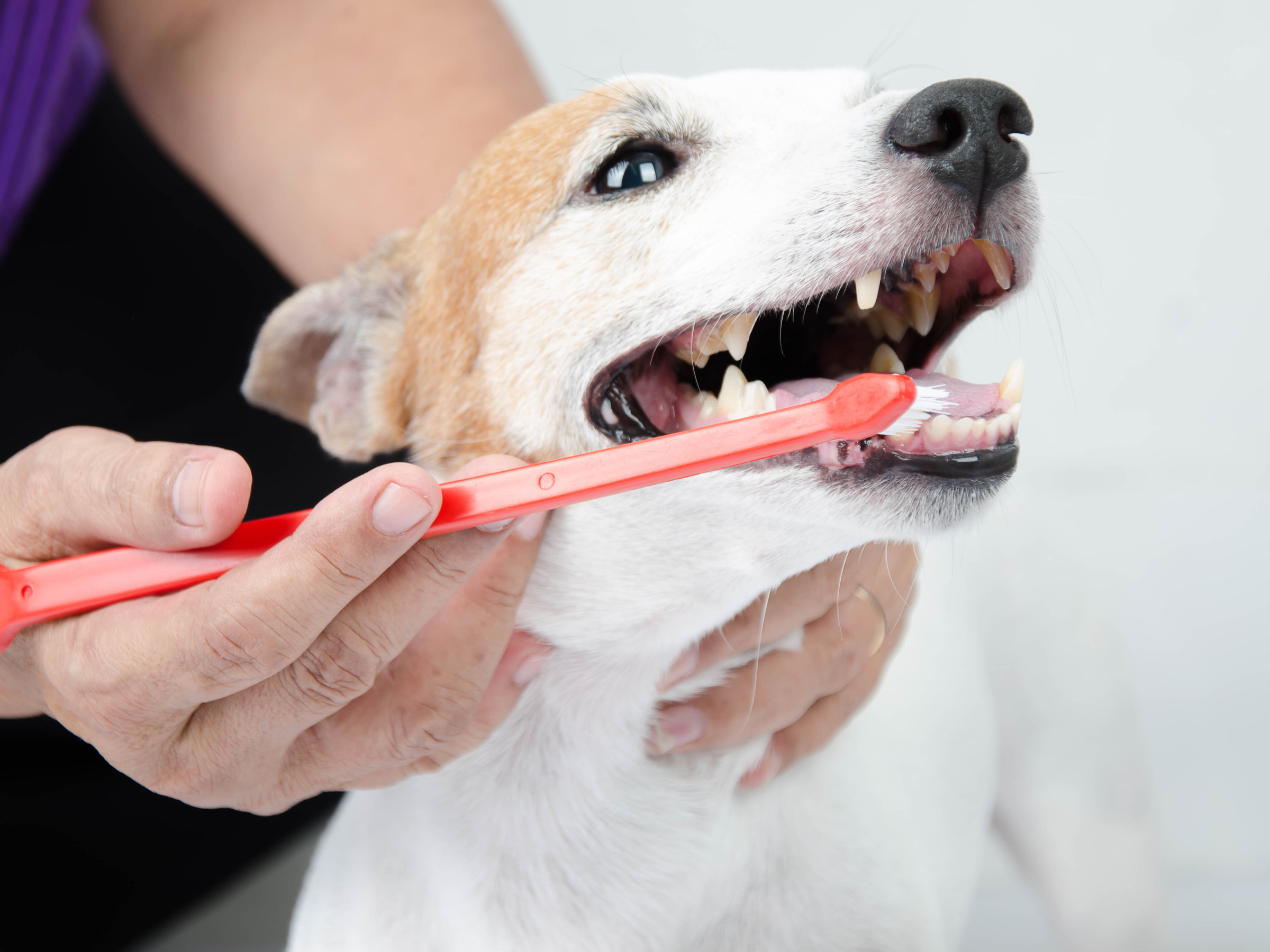 Proactive Dental Health For Pets