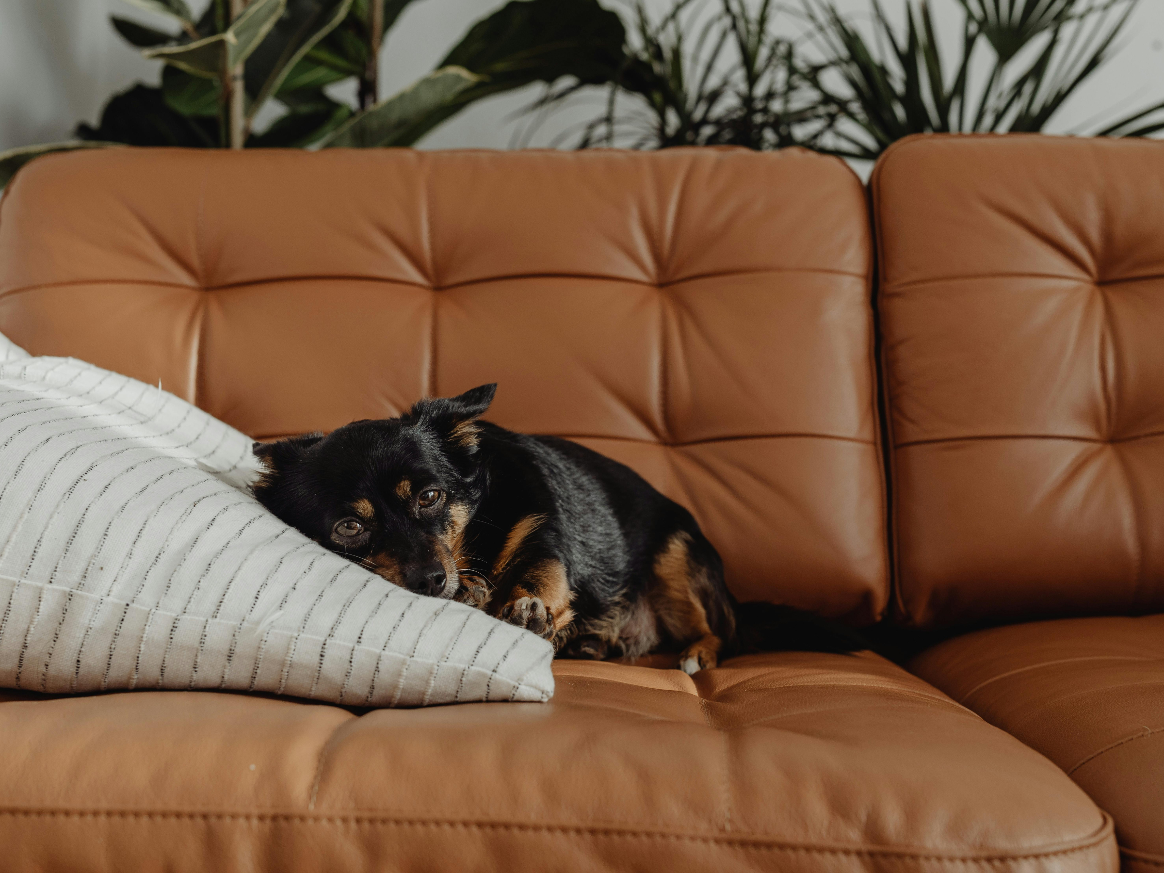 Signs Your Pet May Not Be Getting Enough Nutrients