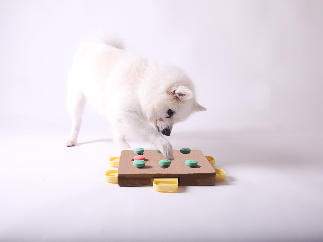 The Benefits Of Interactive Play For Your Pet's Brain Health