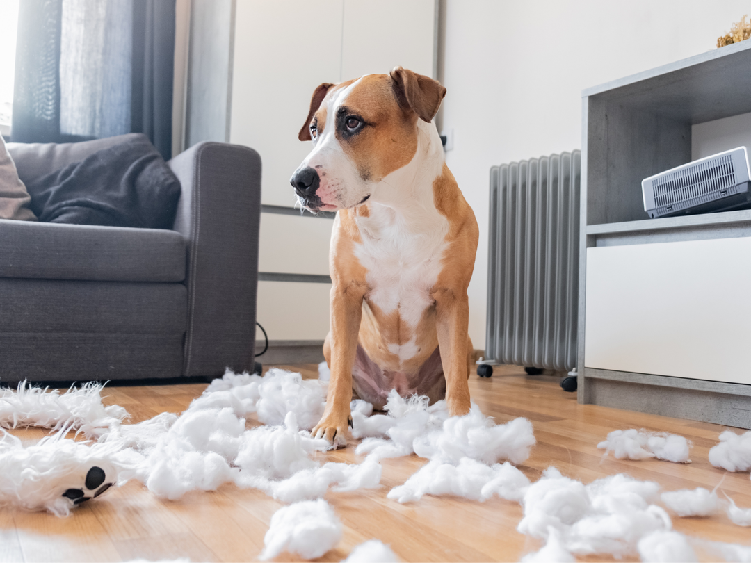 The Connection Between Boredom And Destructive Pet Behavior