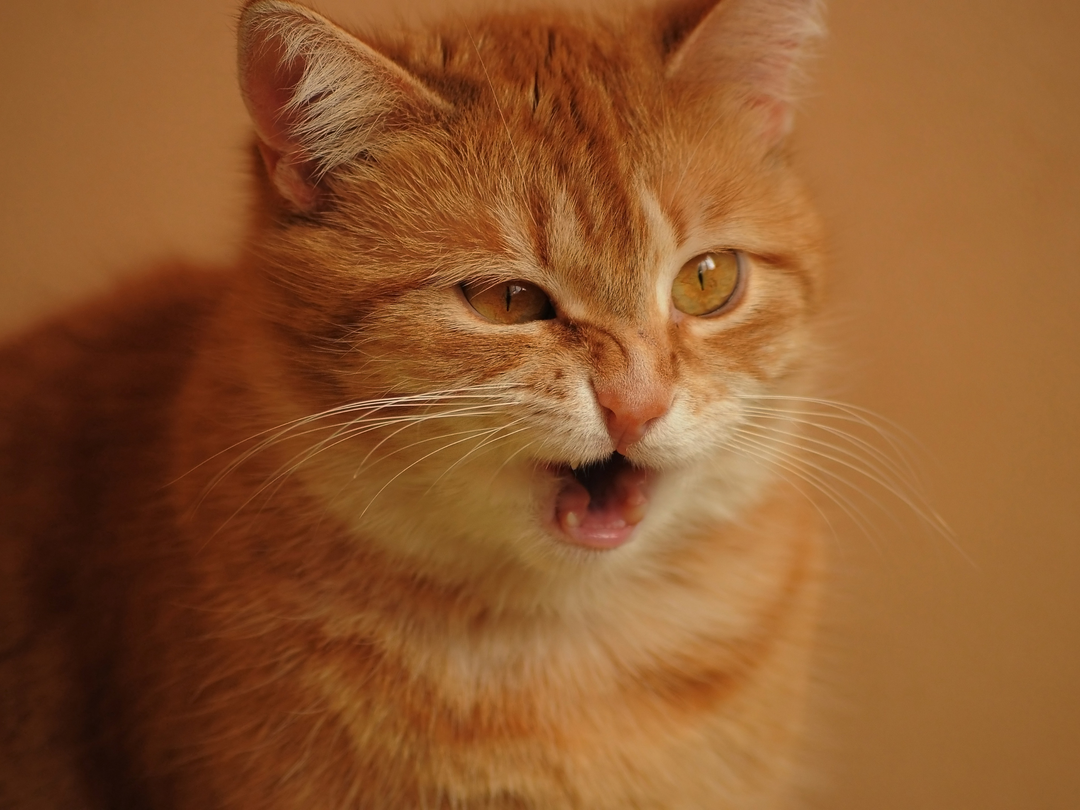 The Hidden Impact Of Artificial Fragrances Around Pets