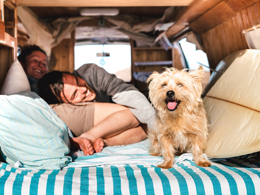 Traveling With Pets: How To Keep Them Comfortable And Stress-Free