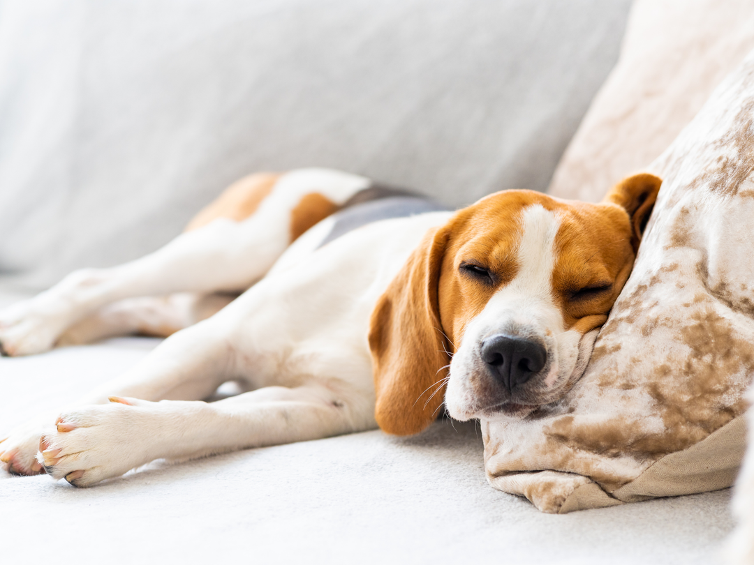Why Indoor Pets Still Need More Exercise Than You Think