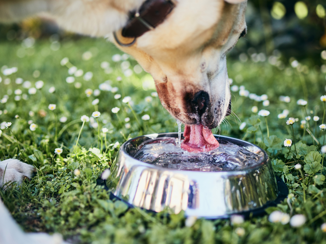Why Water Quality Matters For Your Pet's Health
