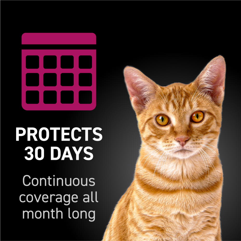 Nextstar Flea & Tick Spot on for Cats