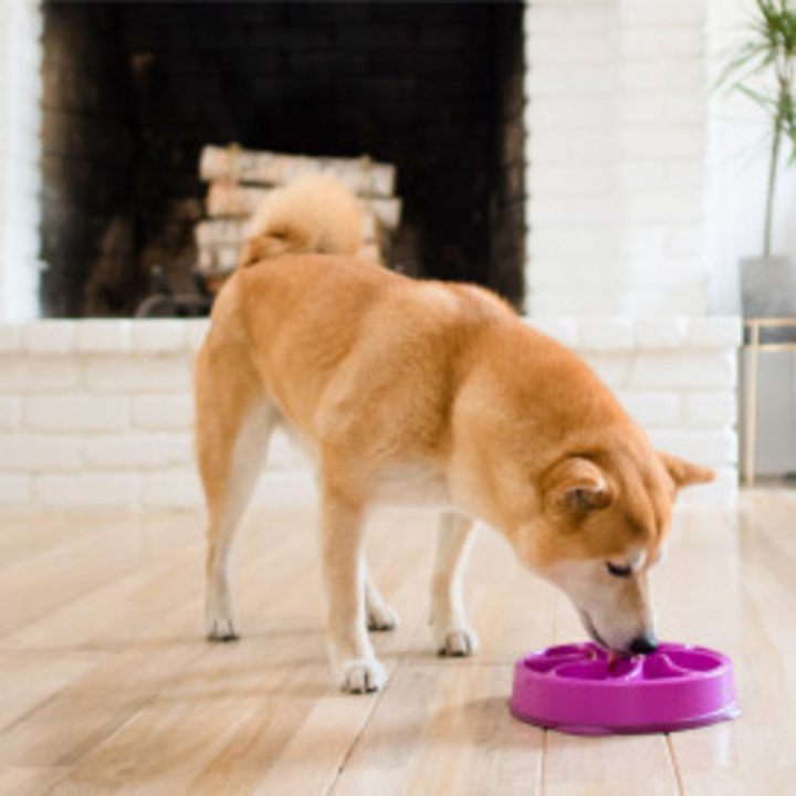 Outward Hound Fun Feeder Flower Dog Bowl