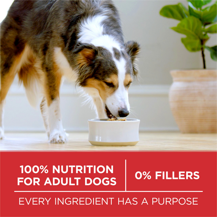 Purina ONE Chicken and Rice Formula Dry Dog Food