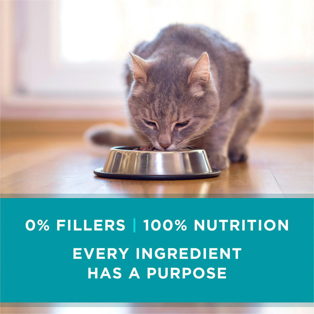 One Grain Free Chicken Pate Wet Cat Food