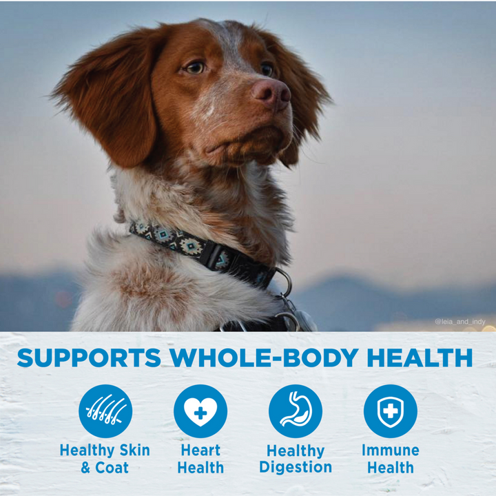 Wellness Simple Natural Limited Ingredient Diet Lamb and Oatmeal Recipe Dry Dog Food