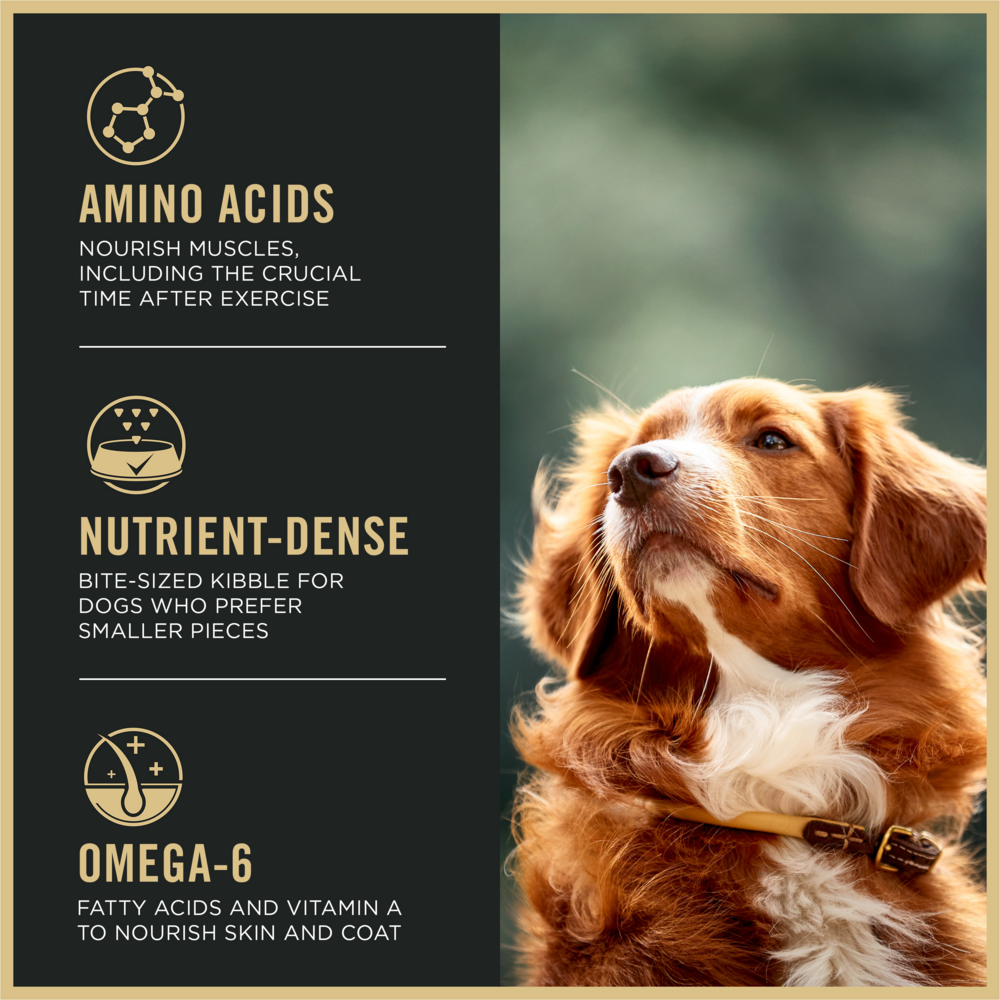 Purina Pro Plan All Life Stages Small Bites 27/17 Lamb & Rice Dry Dog Food