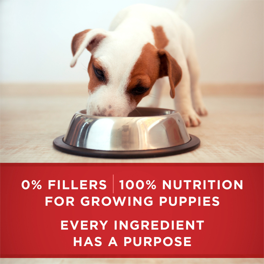 Purina ONE SmartBlend Classic Healthy Puppy Ground Lamb & Long Grain Rice Canned Dog Food
