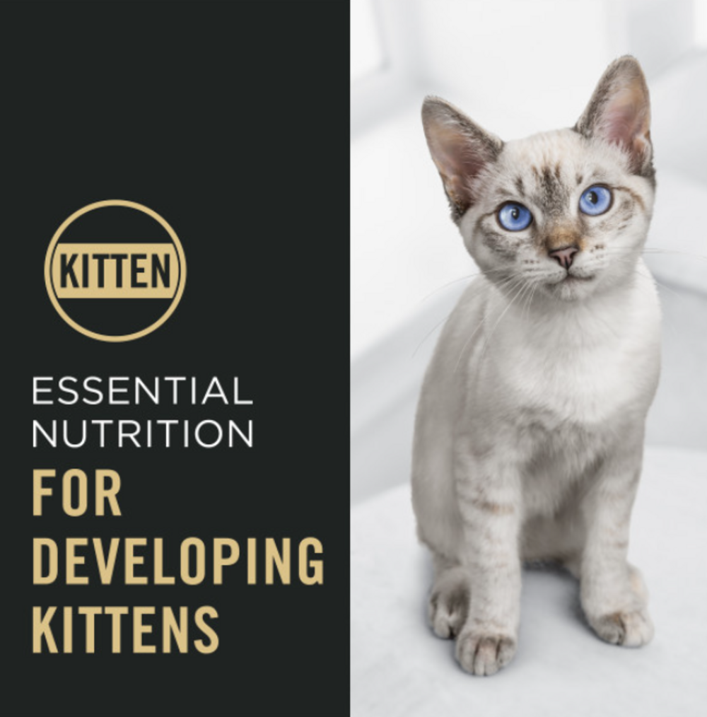 ProPlan Complete Essentials Chicken and Rice Dry Kitten Food