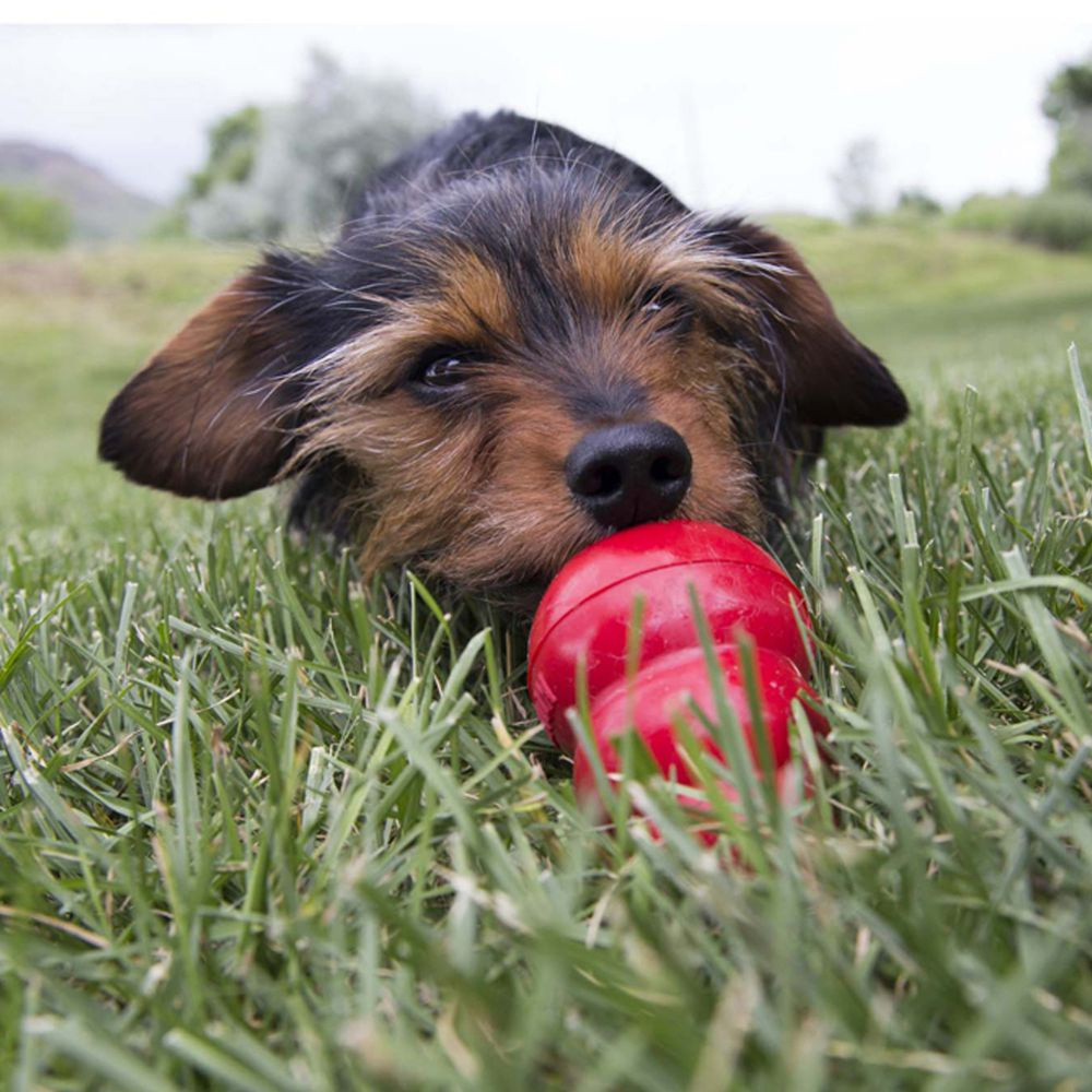 Kong Peanut Butter Easy Treat for Dogs