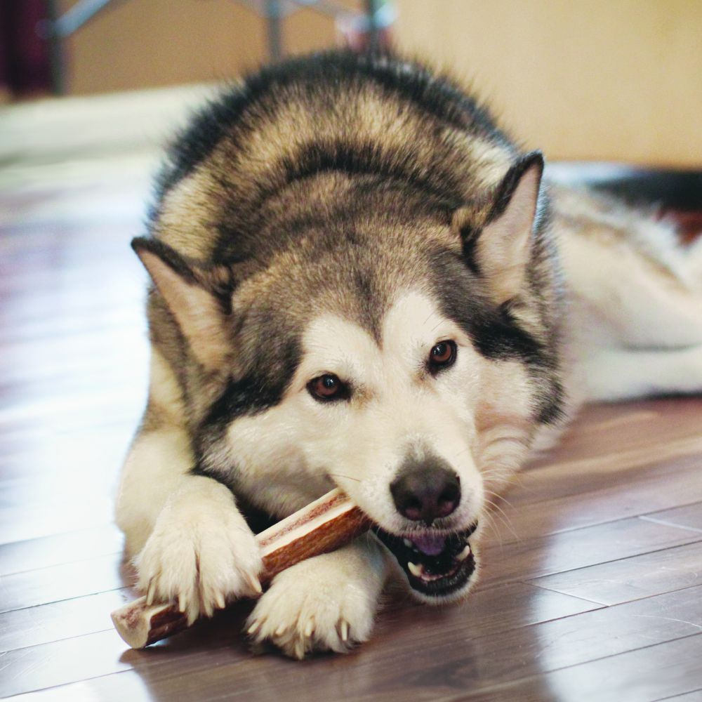 Kong Wild All-Natural Split Elk Antler for Dogs