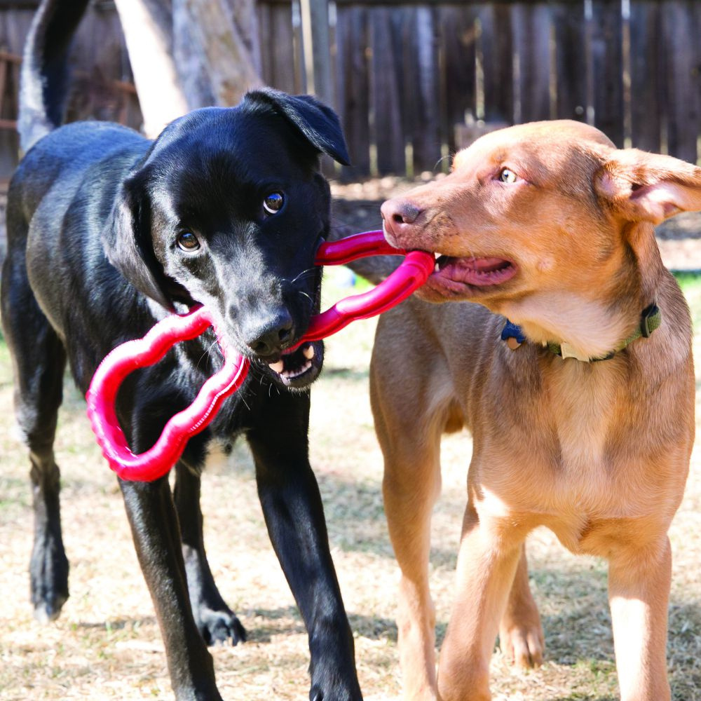 Kong Tug Dog Toy