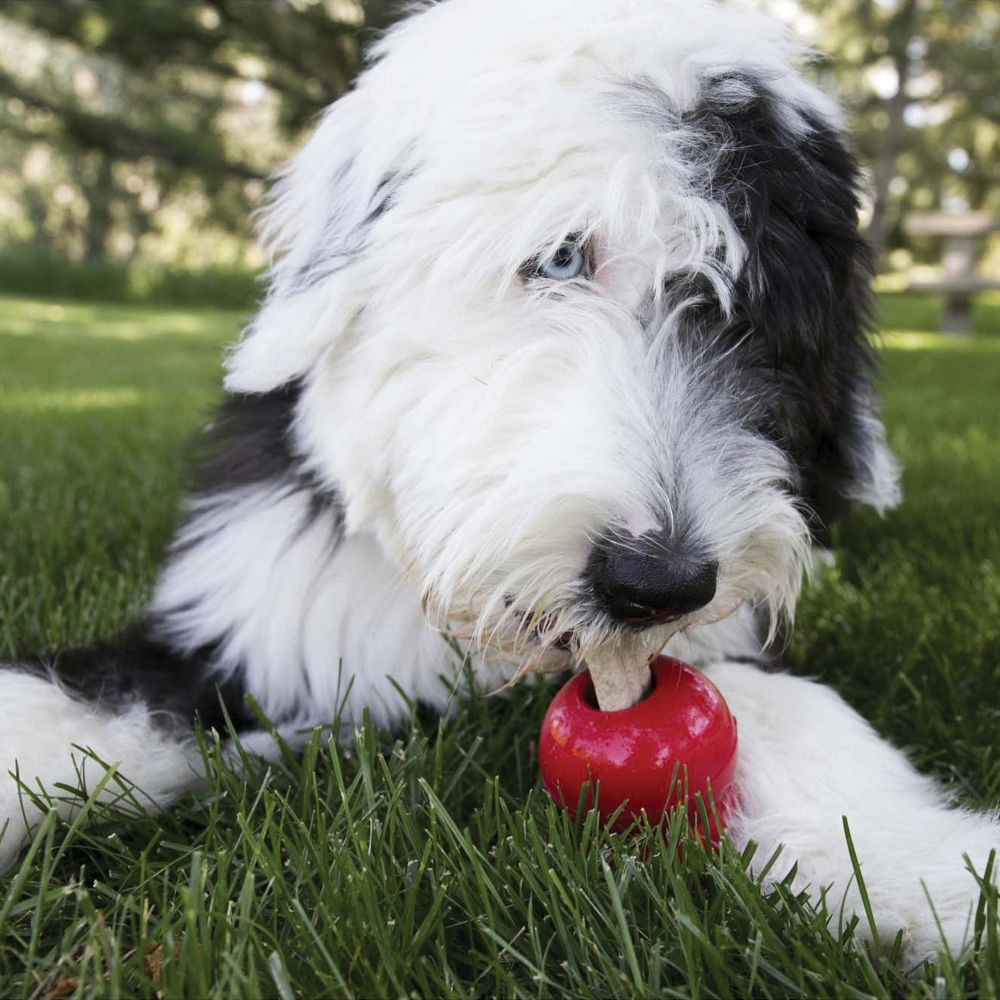 Kong Ziggies Dog Treats