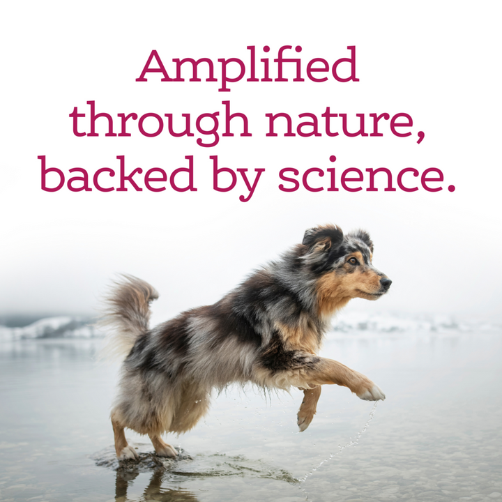 NutriSource AmpliFull Skin & Coat Dog Soft Chew Supplement