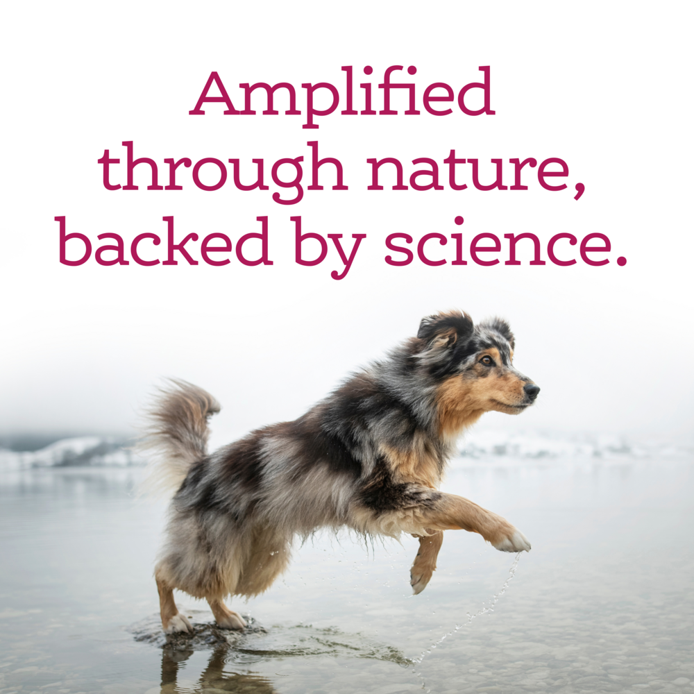 NutriSource AmpliFull Immunity + Skin, Coat, Nails Dog Gummy Supplement